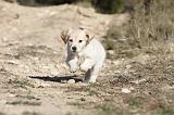 GOLDEN RETRIEVER 516